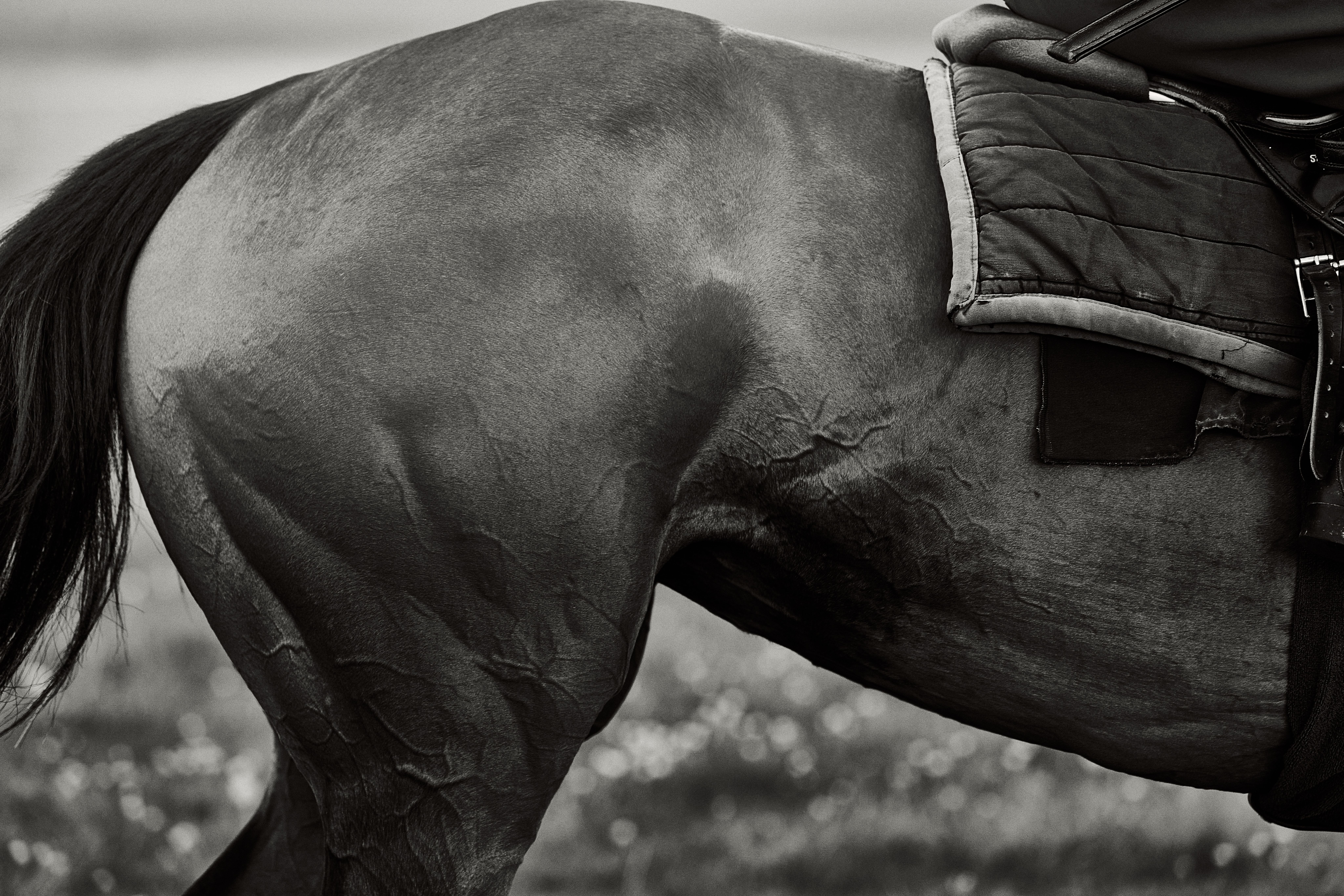 Black and white close-up of a horse's muscular hindquarters and flank, highlighting prominent veins