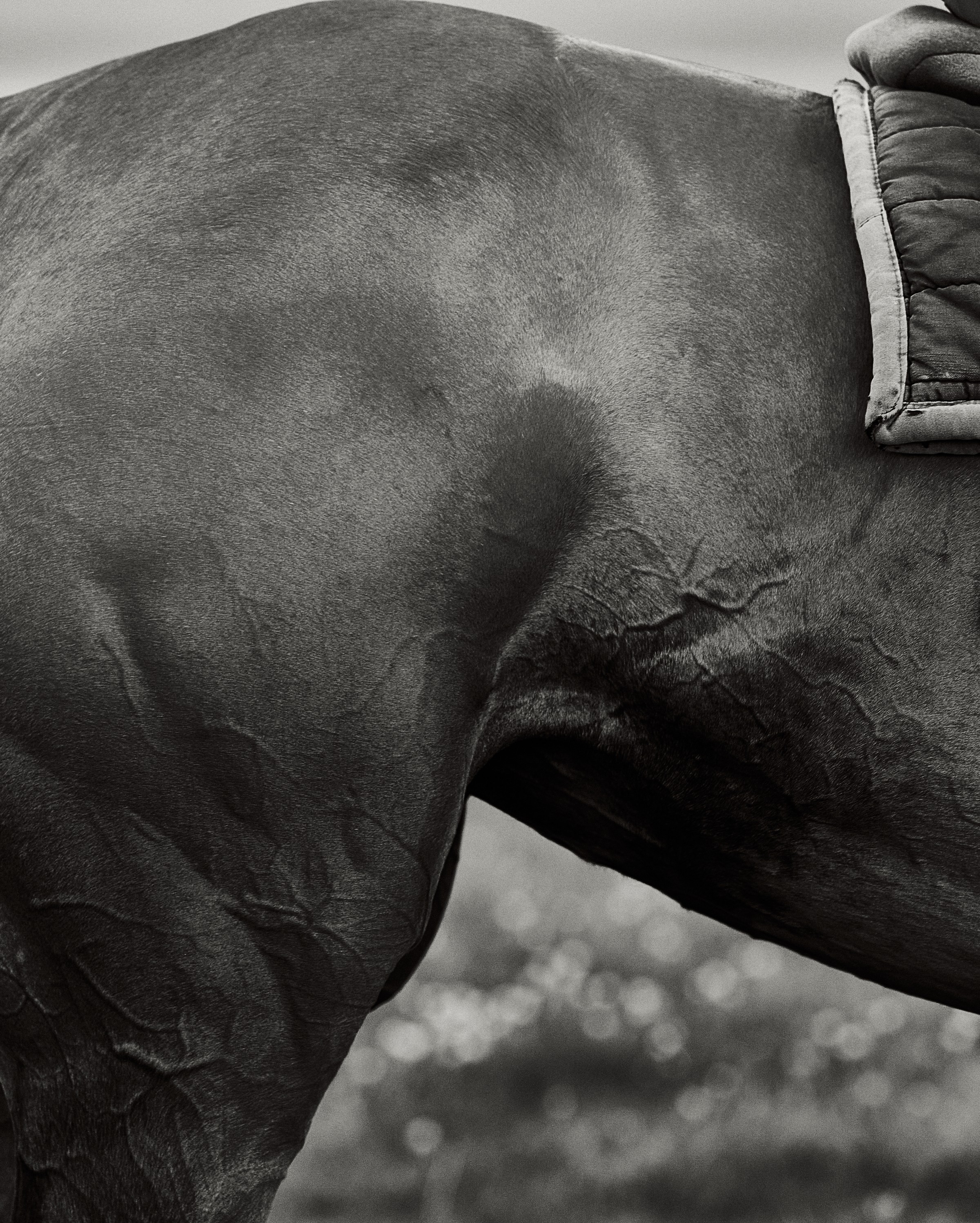 Black and white close-up of a horse's muscular hindquarters and flank, highlighting prominent veins