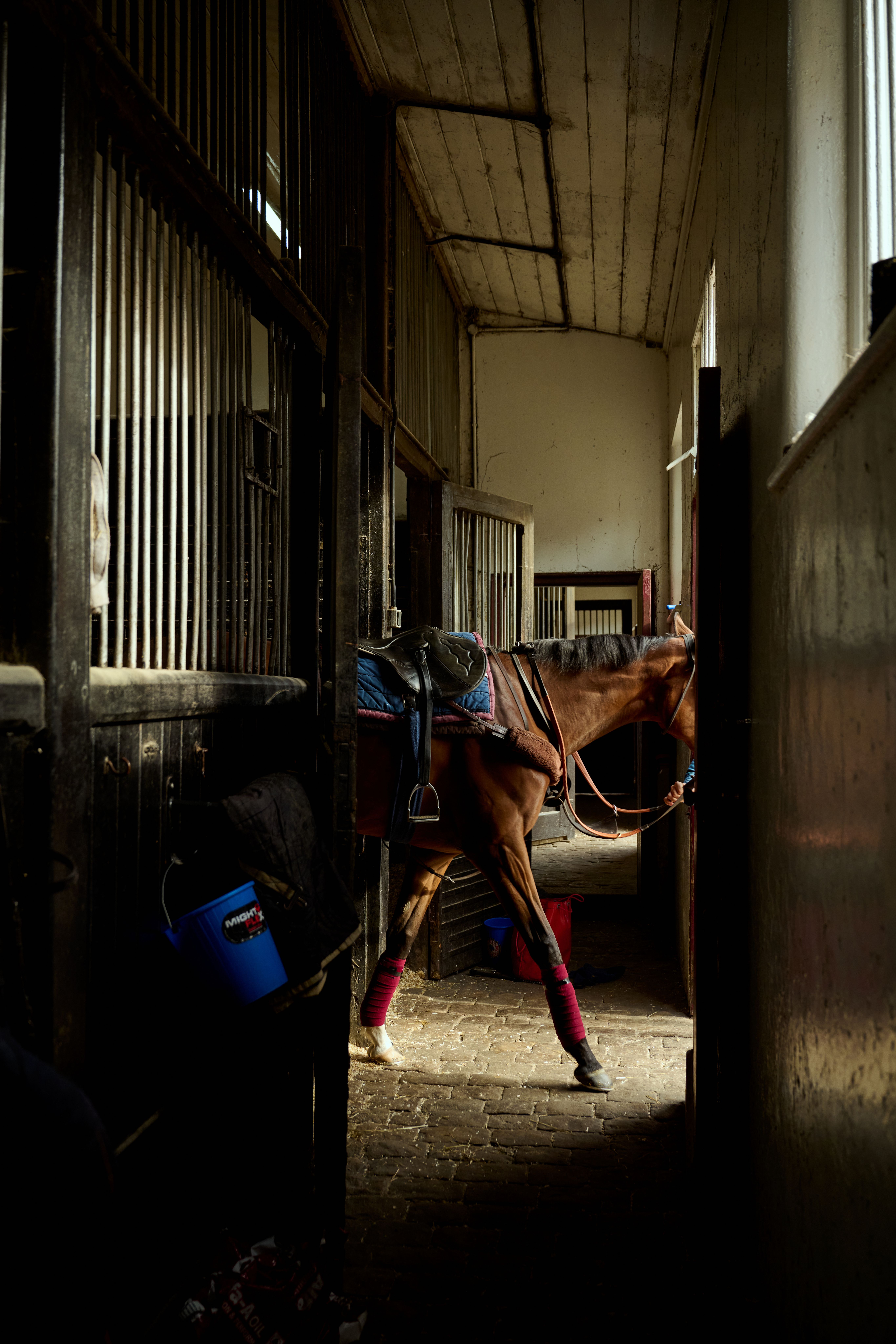 A saddled Salhia Stud horse wearing red leg wraps stands in a dimly lit stable aisle with cobblestone flooring, illuminated by a patch of natural light.