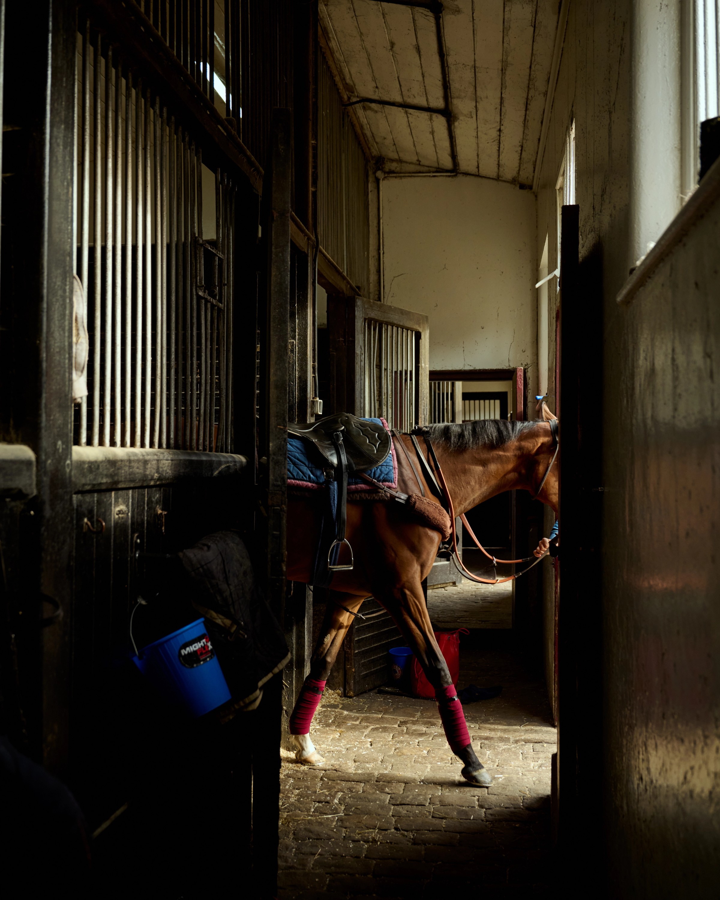 A saddled Salhia Stud horse wearing red leg wraps stands in a dimly lit stable aisle with cobblestone flooring, illuminated by a patch of natural light.