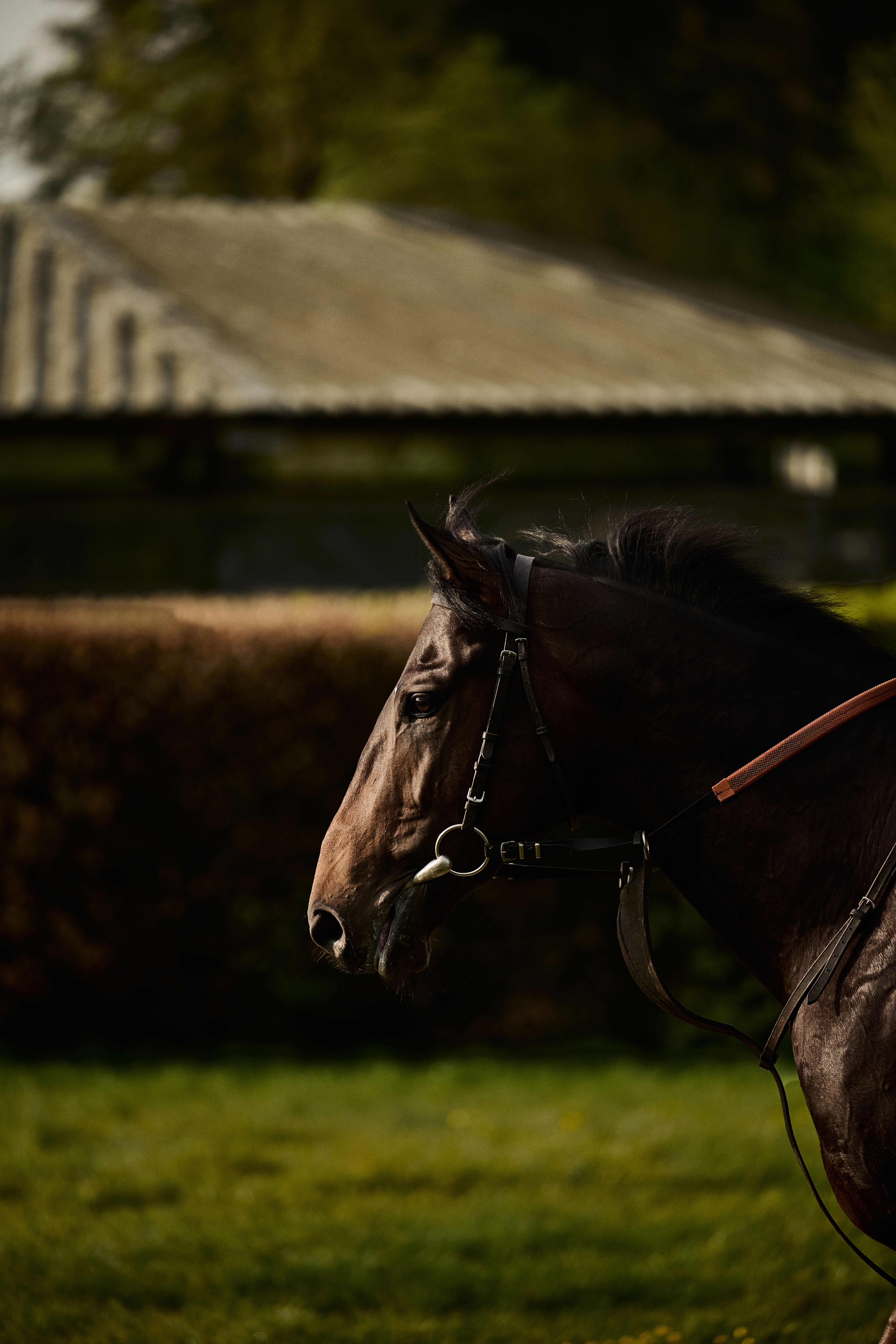 A close-up profile of a dark Salhia Stud horse wearing a bridle, set against a background of a hedge and stable roof in warm light.