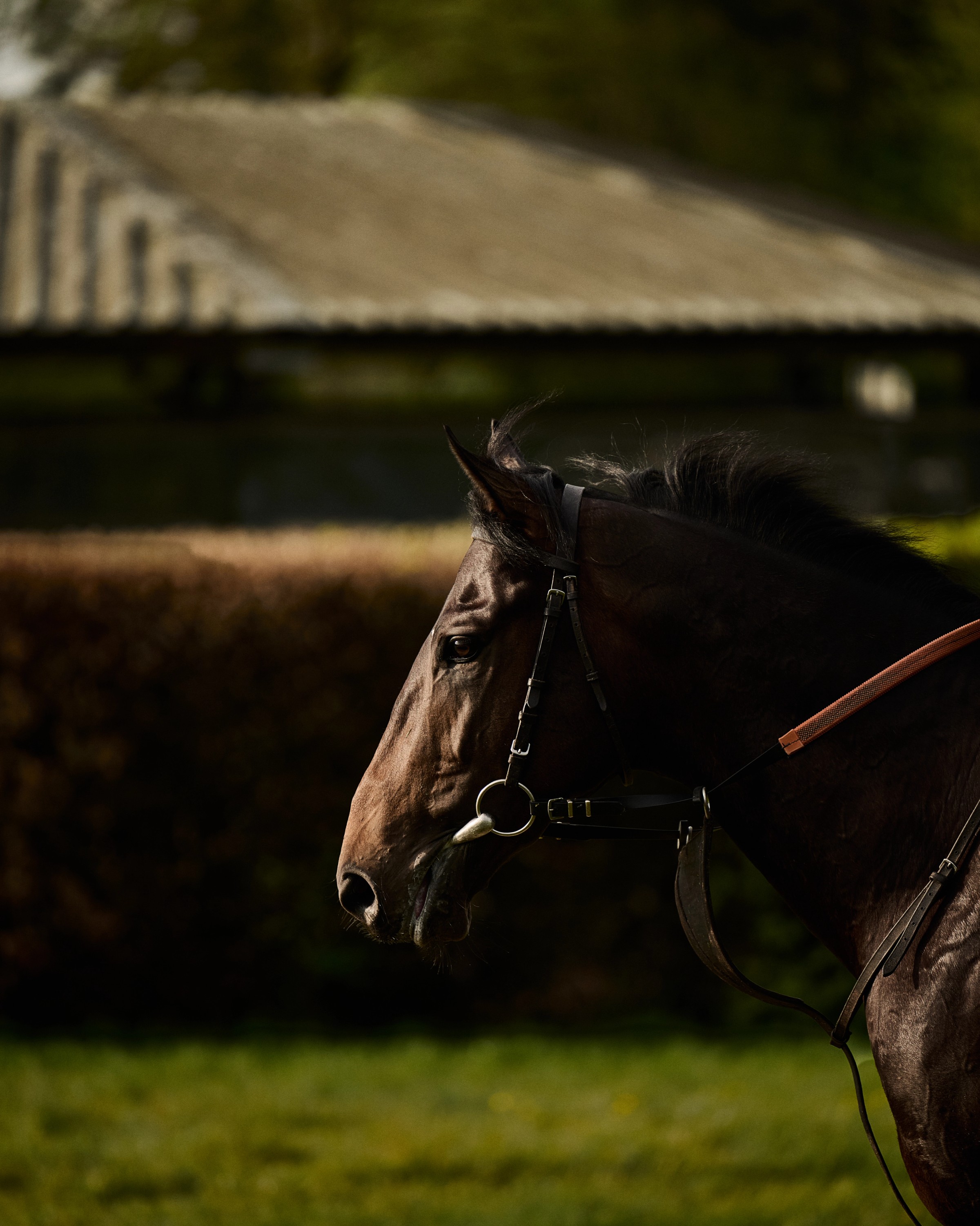 A close-up profile of a dark Salhia Stud horse wearing a bridle, set against a background of a hedge and stable roof in warm light.