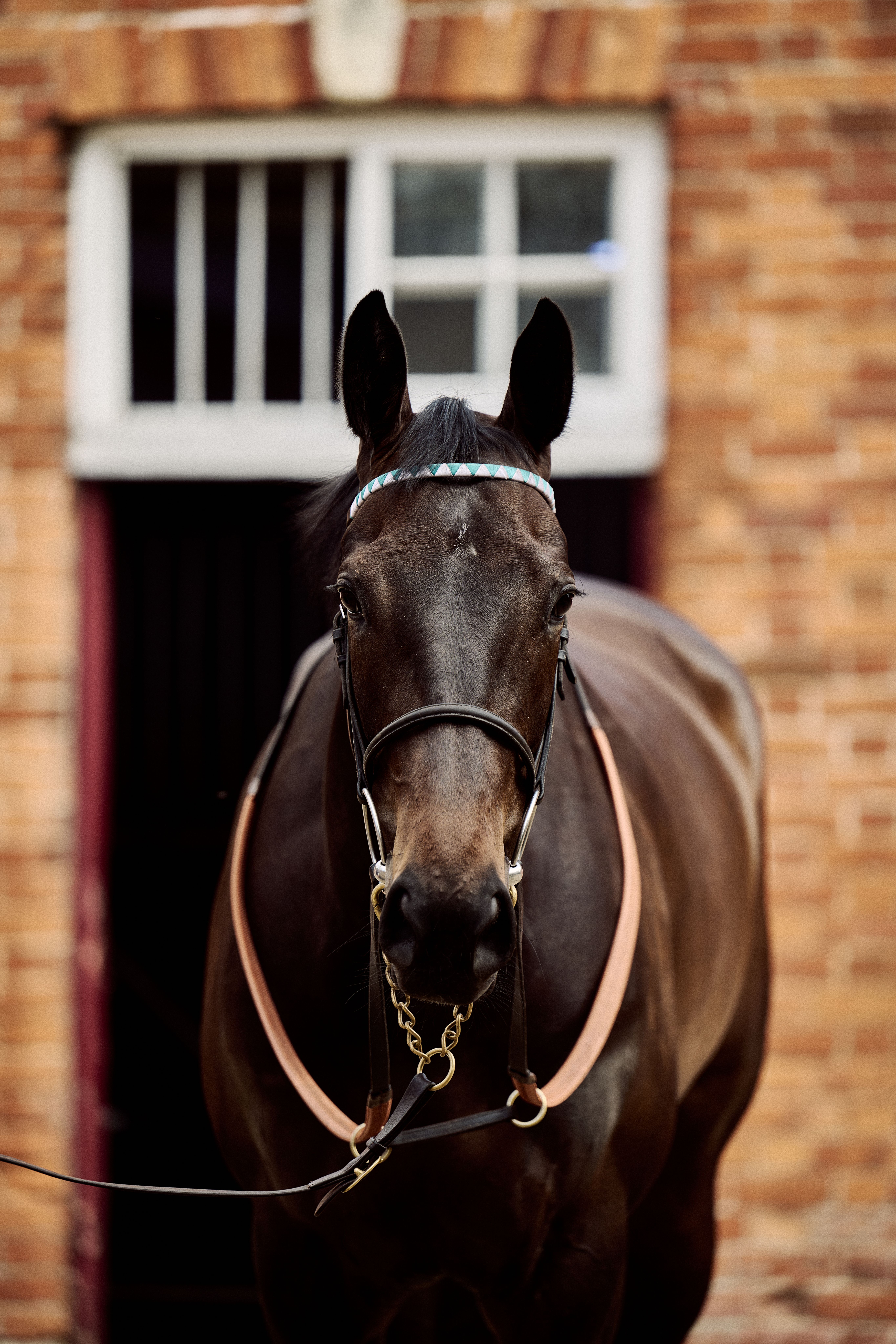 A portrait of a dark Salhia Stud horse facing forward, wearing a bridle with a teal-patterned browband, standing in front of a brick stable doorway.
