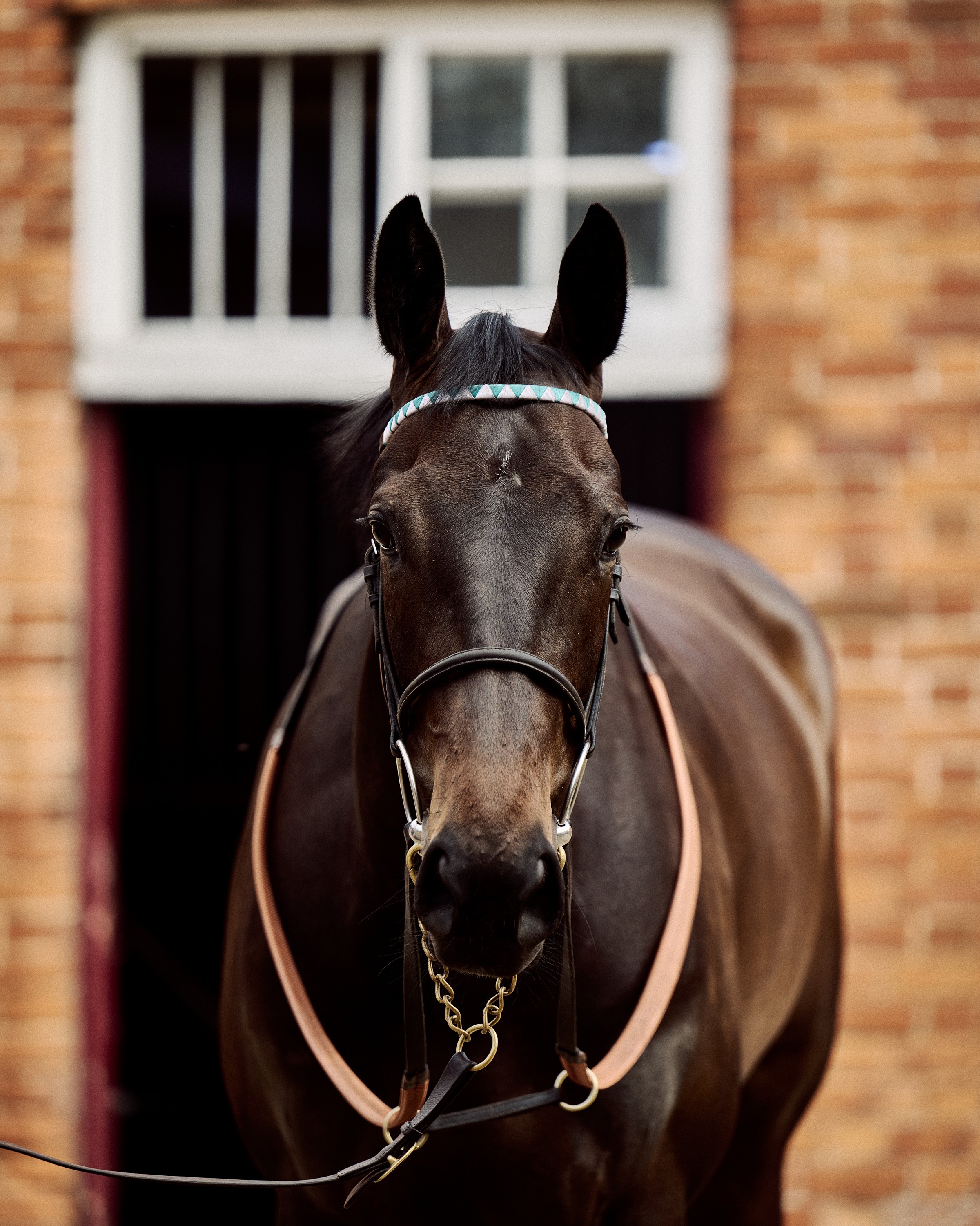 A portrait of a dark Salhia Stud horse facing forward, wearing a bridle with a teal-patterned browband, standing in front of a brick stable doorway.